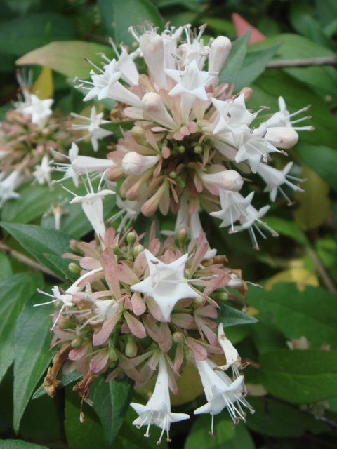 Abelia chinensis fleur